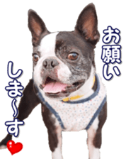 frenchbulldogfan sticker #15748188