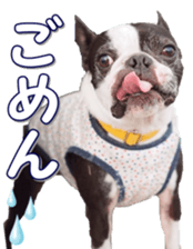 frenchbulldogfan sticker #15748189