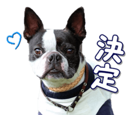 frenchbulldogfan sticker #15748190