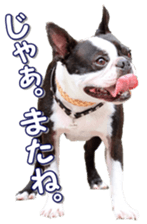 frenchbulldogfan sticker #15748191