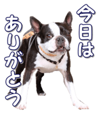 frenchbulldogfan sticker #15748192