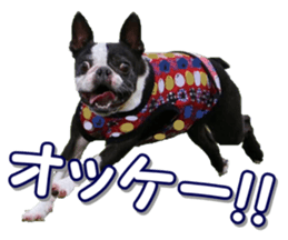 frenchbulldogfan sticker #15748193