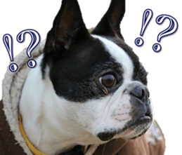 frenchbulldogfan sticker #15748194