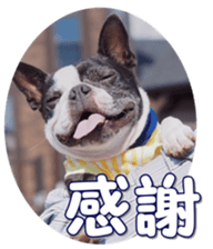 frenchbulldogfan sticker #15748195
