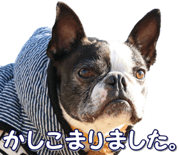 frenchbulldogfan sticker #15748196