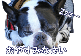 frenchbulldogfan sticker #15748197