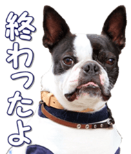 frenchbulldogfan sticker #15748198