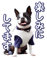frenchbulldogfan sticker #15748199