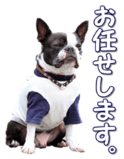 frenchbulldogfan sticker #15748200