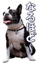 frenchbulldogfan sticker #15748201