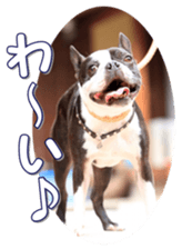 frenchbulldogfan sticker #15748202