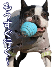 frenchbulldogfan sticker #15748204