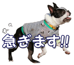 frenchbulldogfan sticker #15748205