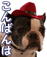 frenchbulldogfan sticker #15748206