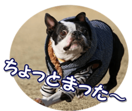 frenchbulldogfan sticker #15748207