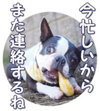 frenchbulldogfan sticker #15748208