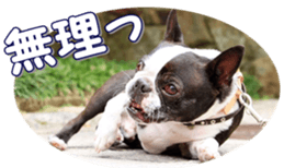 frenchbulldogfan sticker #15748209