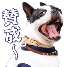 frenchbulldogfan sticker #15748210