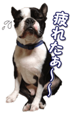 frenchbulldogfan sticker #15748211