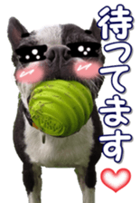 frenchbulldogfan sticker #15748213