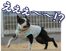 frenchbulldogfan sticker #15748214