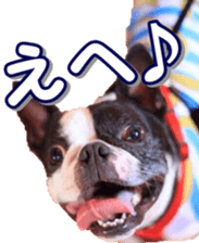 frenchbulldogfan sticker #15748215