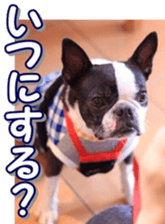 frenchbulldogfan sticker #15748216