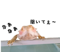 FUTOAGO OKOGE sticker #15749880