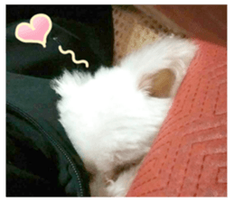 RunTen (BEWARE OF DOG) sticker #15754011