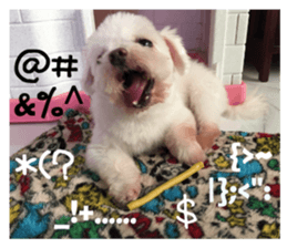 RunTen (BEWARE OF DOG) sticker #15754012