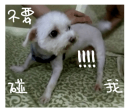 RunTen (BEWARE OF DOG) sticker #15754014