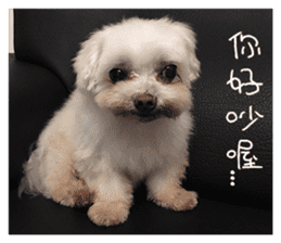 RunTen (BEWARE OF DOG) sticker #15754022