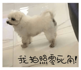 RunTen (BEWARE OF DOG) sticker #15754027