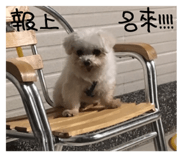 RunTen (BEWARE OF DOG) sticker #15754031