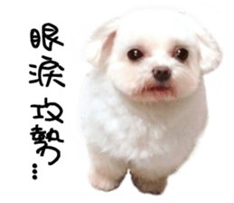 RunTen (BEWARE OF DOG) sticker #15754040