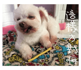 RunTen (BEWARE OF DOG) sticker #15754043