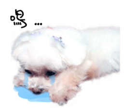 RunTen (BEWARE OF DOG) sticker #15754049