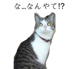 ling's cat sticker sticker #15755689