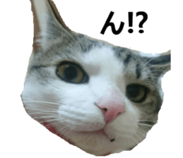 ling's cat sticker sticker #15755690