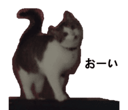 ling's cat sticker sticker #15755693