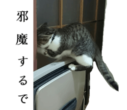 ling's cat sticker sticker #15755697