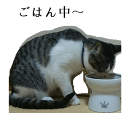 ling's cat sticker sticker #15755698