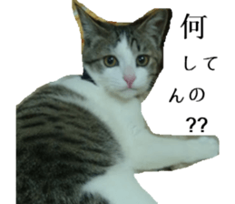 ling's cat sticker sticker #15755701