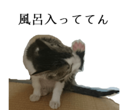 ling's cat sticker sticker #15755707