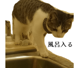 ling's cat sticker sticker #15755708