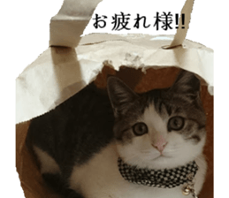 ling's cat sticker sticker #15755711