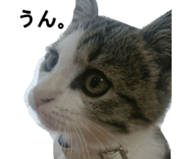 ling's cat sticker sticker #15755714
