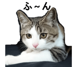 ling's cat sticker sticker #15755717