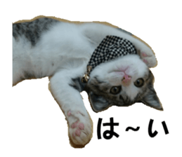 ling's cat sticker sticker #15755718