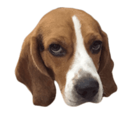 Beagle Dog Cooper sticker #15763930